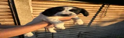 English Springer Spaniel dogs for sale: Male FTCh Sired ESS Puppy ready for forever homes - Advert 29