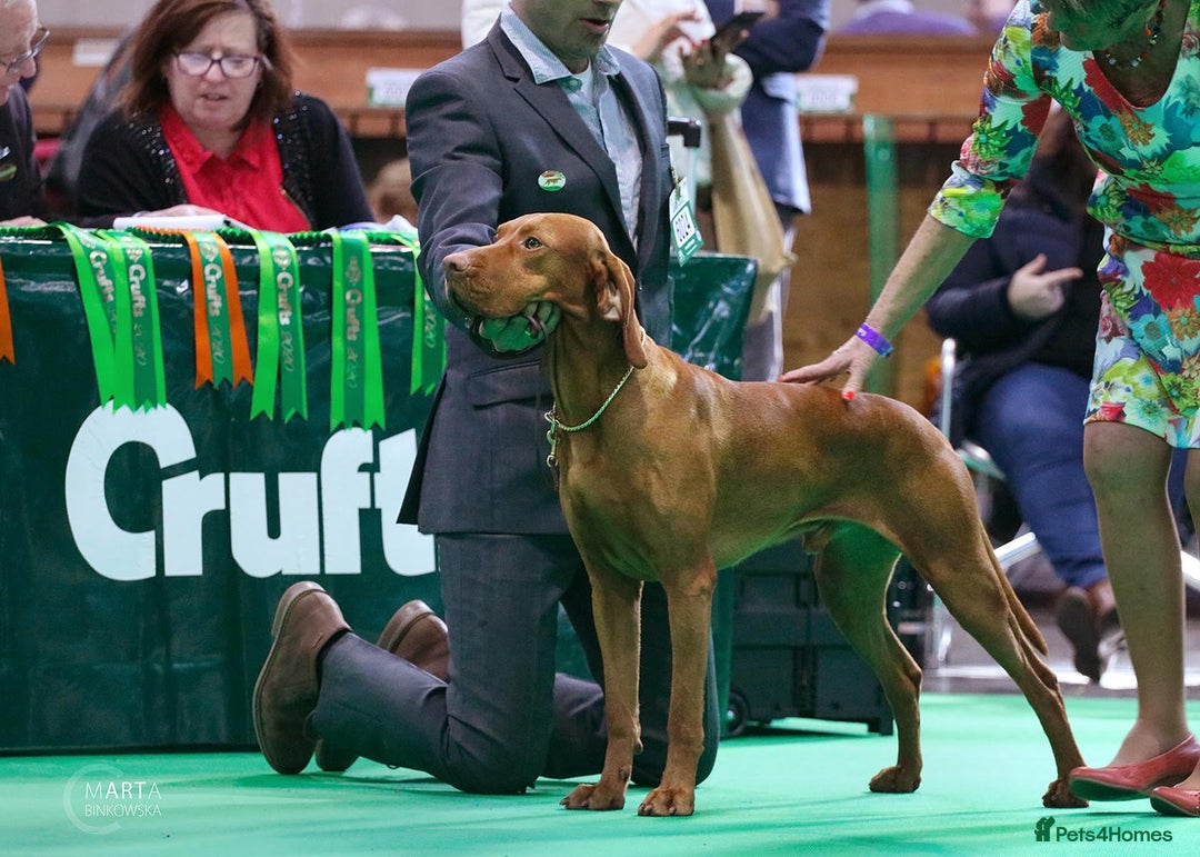 Hungarian Vizsla dogs for sale: Exceptional KC registered Hungarian Vizsla Litter - Image 14