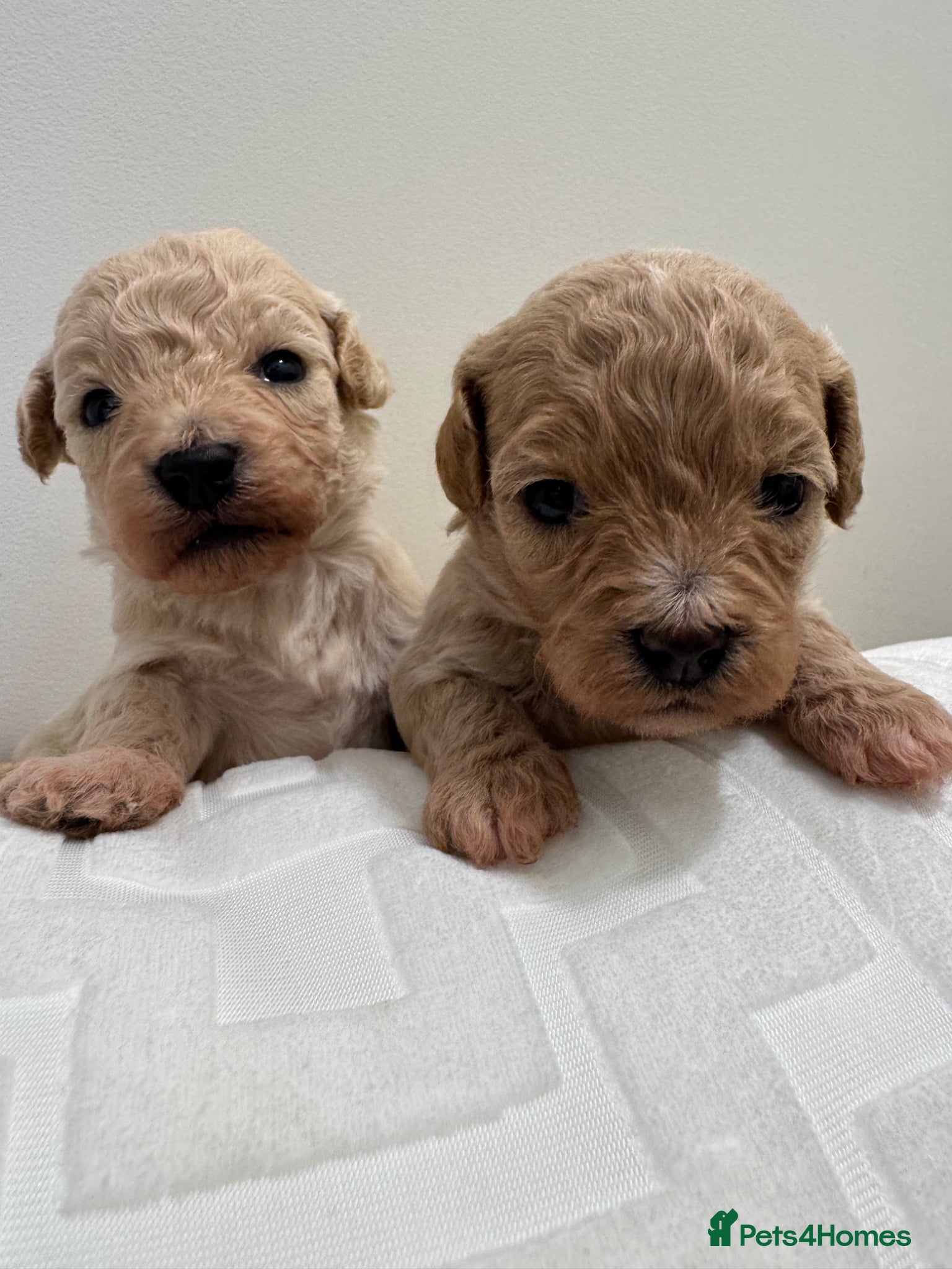 Maltipoo dogs for sale: Adorable Rare Tiny Maltipoo 🐾  - Advert 2