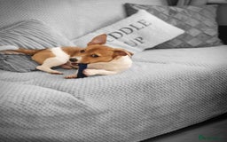 Jack Russell dogs for sale: Im selling my beautiful dog - Image 5