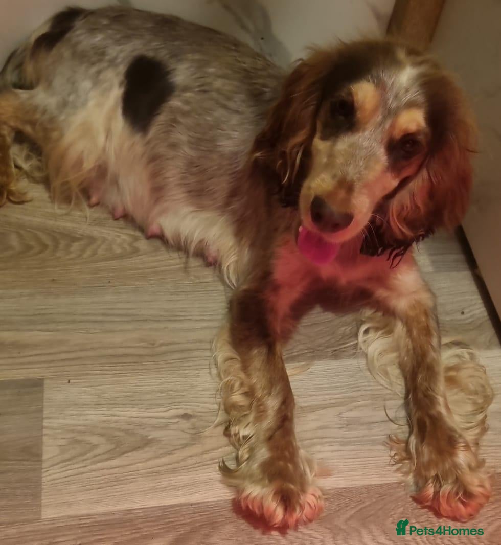 Cocker Spaniel dogs 🐾 6 Gorgeous Show Type Cocker Spaniel Puppies 🐾 - Advert 4
