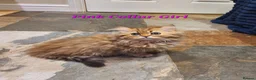 Persian cats for sale: 💖Beautiful Pedigree Chinchilla Persian Kittens.  - Advert 6