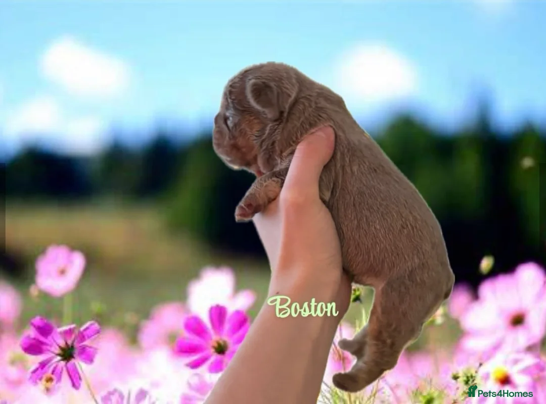 French Bulldog dogs for sale: Kc registered new shade french bulldog puppies  - Advert 20