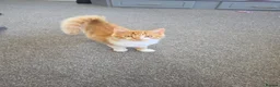 Mixed Breed cats for sale: 2x boy ginger white 16 weeks old must go together  - Advert 2