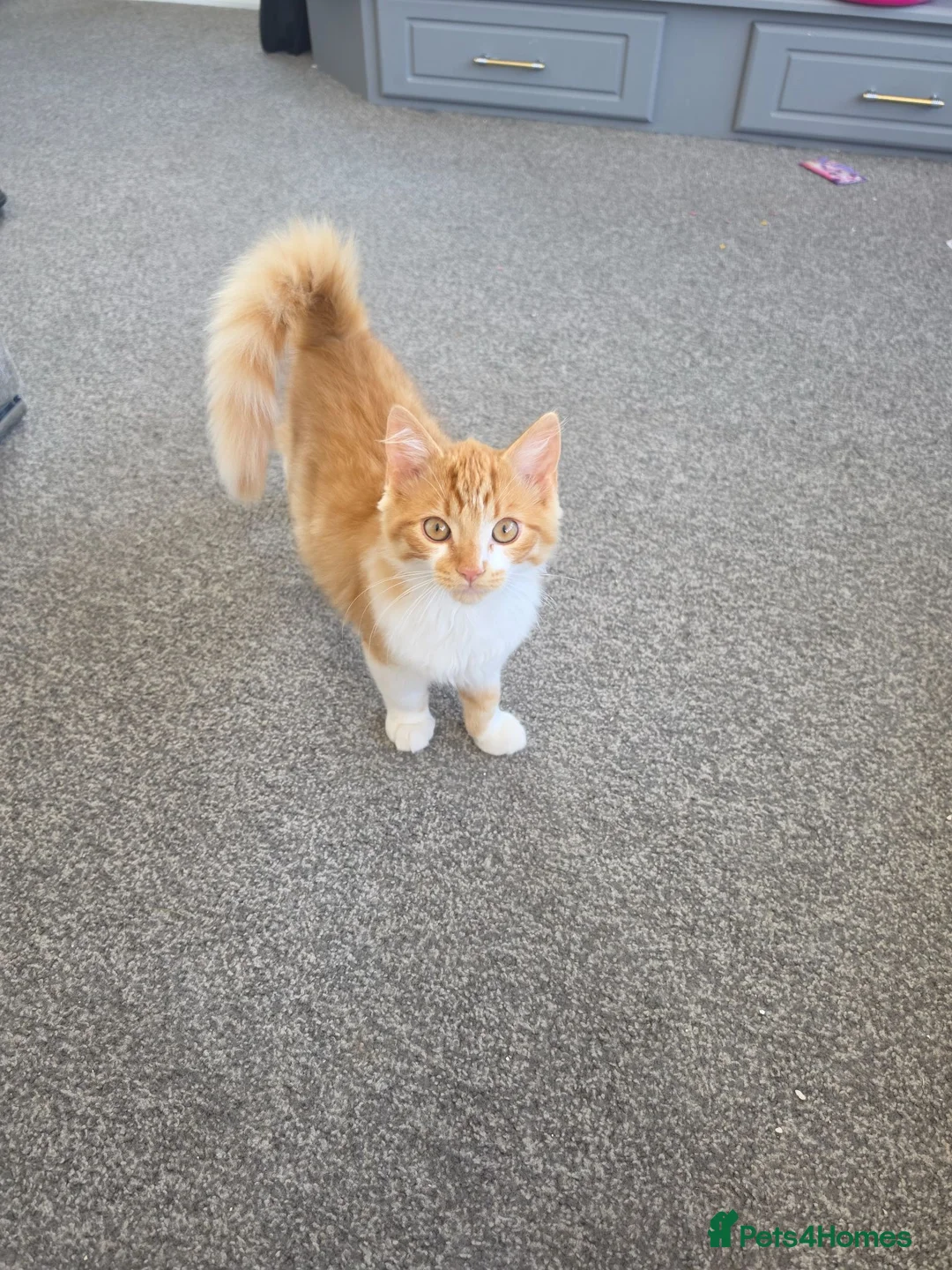 Mixed Breed cats for sale: 2x boy ginger white 16 weeks old must go together  - Advert 2