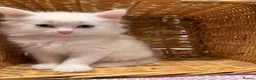 Turkish Angora cats for sale: Turkish Angora Playful Kittens - Advert 29