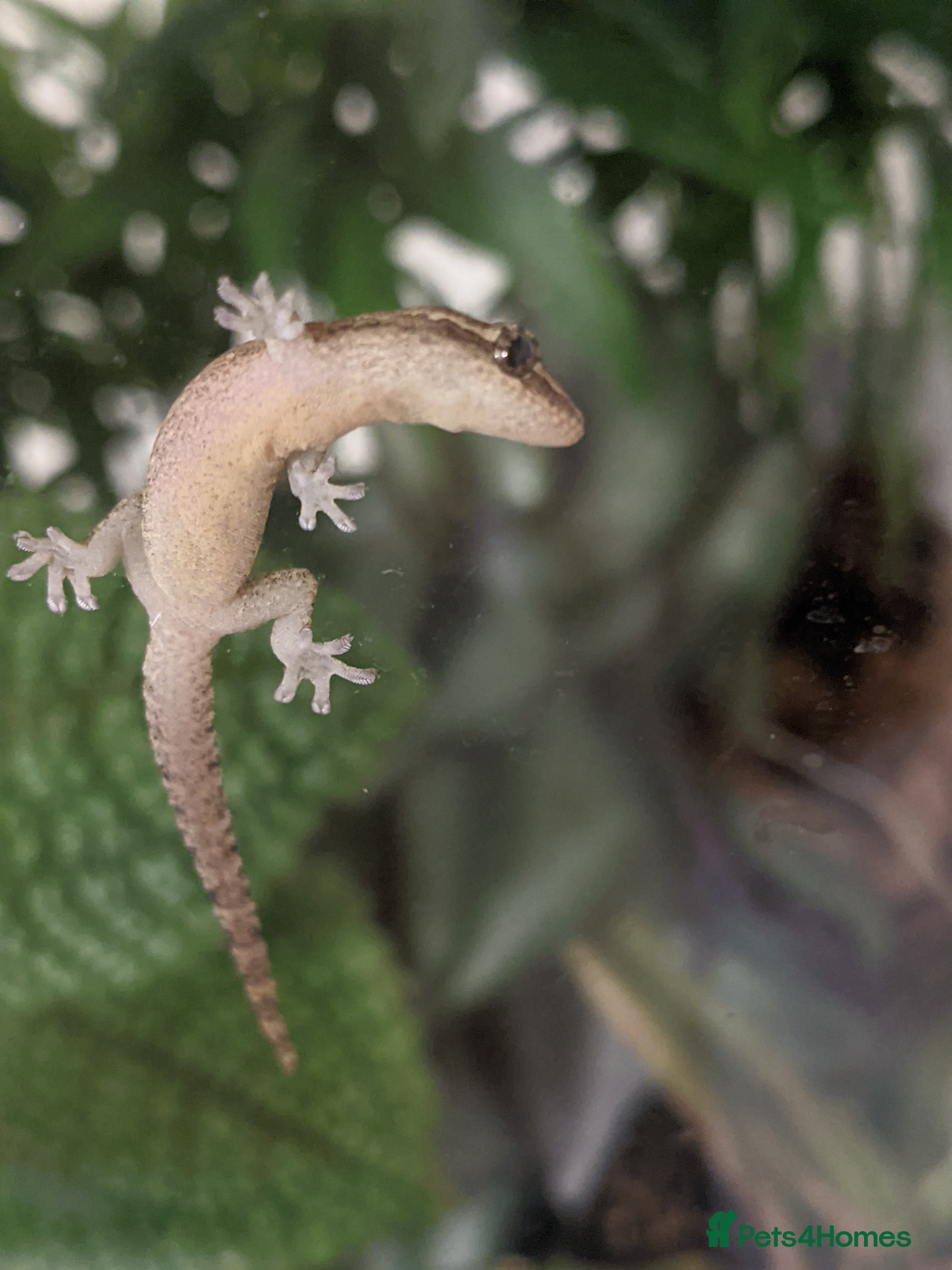 Gecko reptiles Mourning geckos - Advert 4