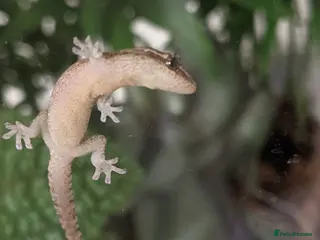 Gecko reptiles Mourning geckos - Advert 5