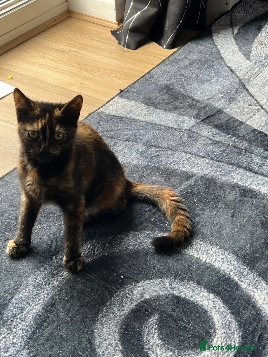 Mixed Breed cats for sale: Beautiful kitty for sale  - Advert 5