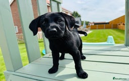 Labrador Retriever dogs for sale: KC Registered Labrador Babies 🐾🐾🐾 - Image 6