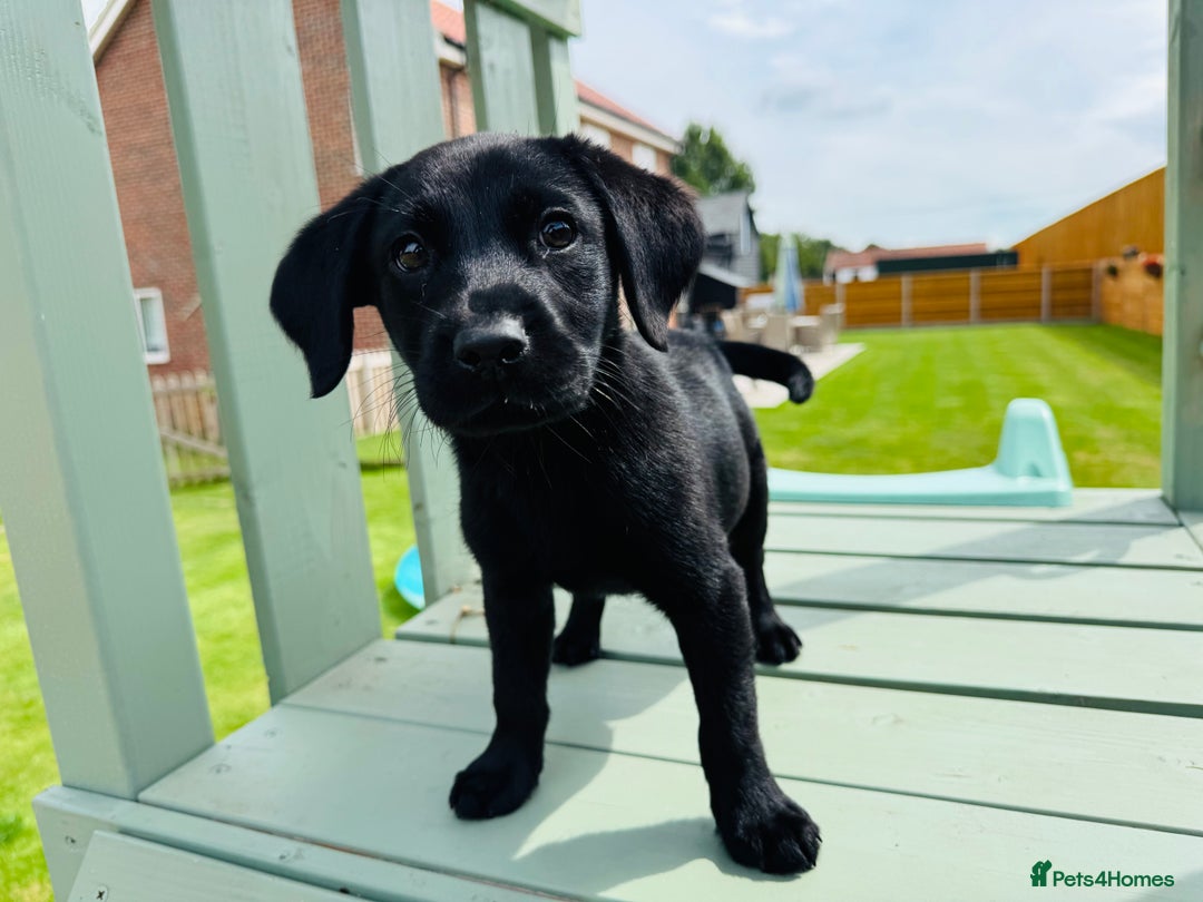 Labrador Retriever dogs for sale: KC Registered Labrador Babies 🐾🐾🐾 - Image 6