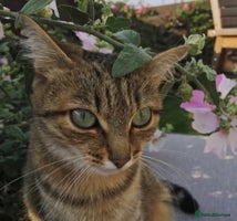 Bengal cats - Advert 6