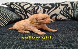 Labradoodle dogs for sale: F1 beautiful labradoodles  - Image 10