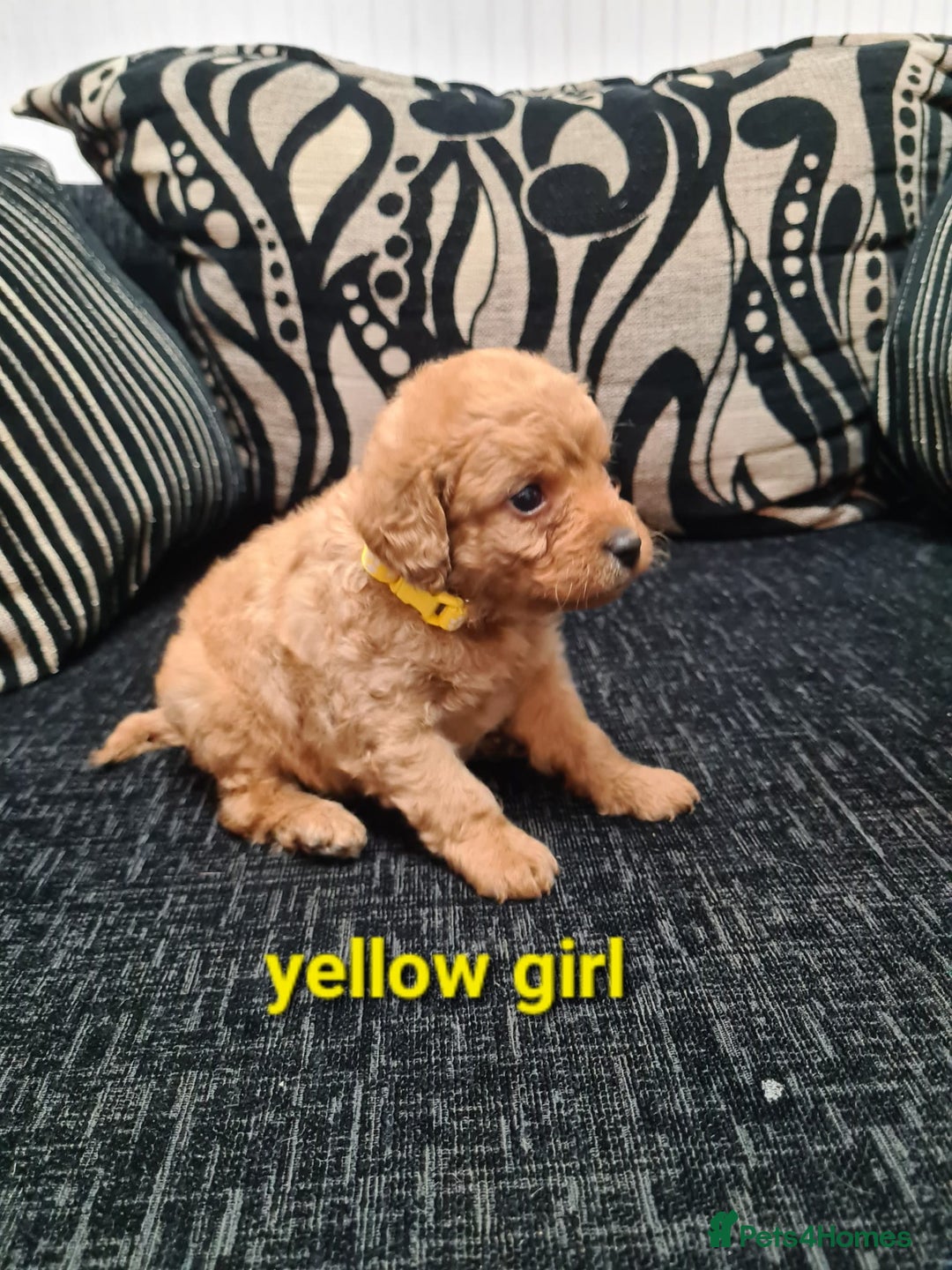 Labradoodle dogs for sale: F1 beautiful labradoodles  - Image 10