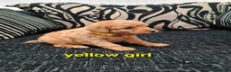 Labradoodle dogs for sale: F1 beautiful labradoodles  - Advert 10