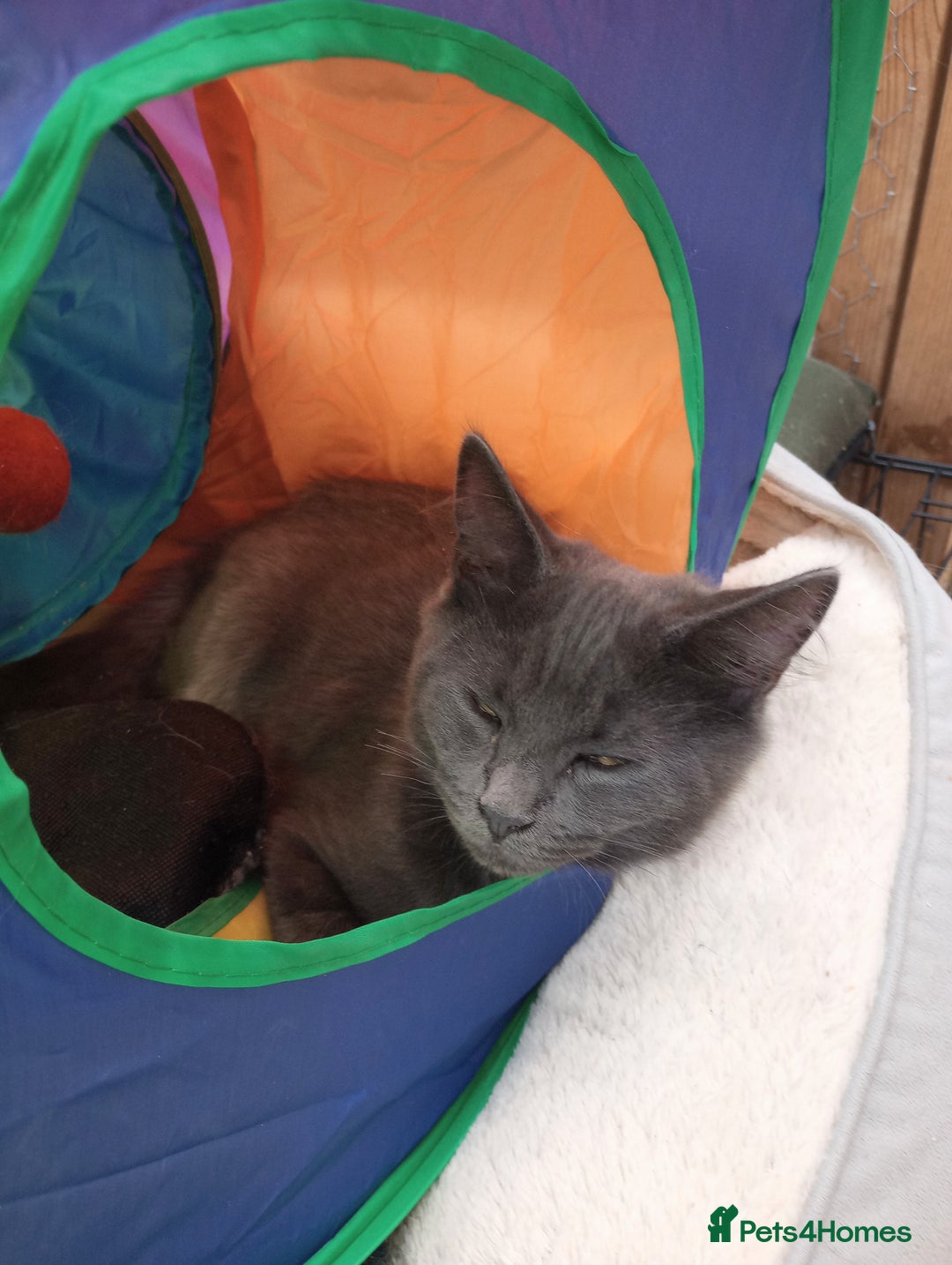 Maine Coon cats for sale: Maicoon  - Image 5