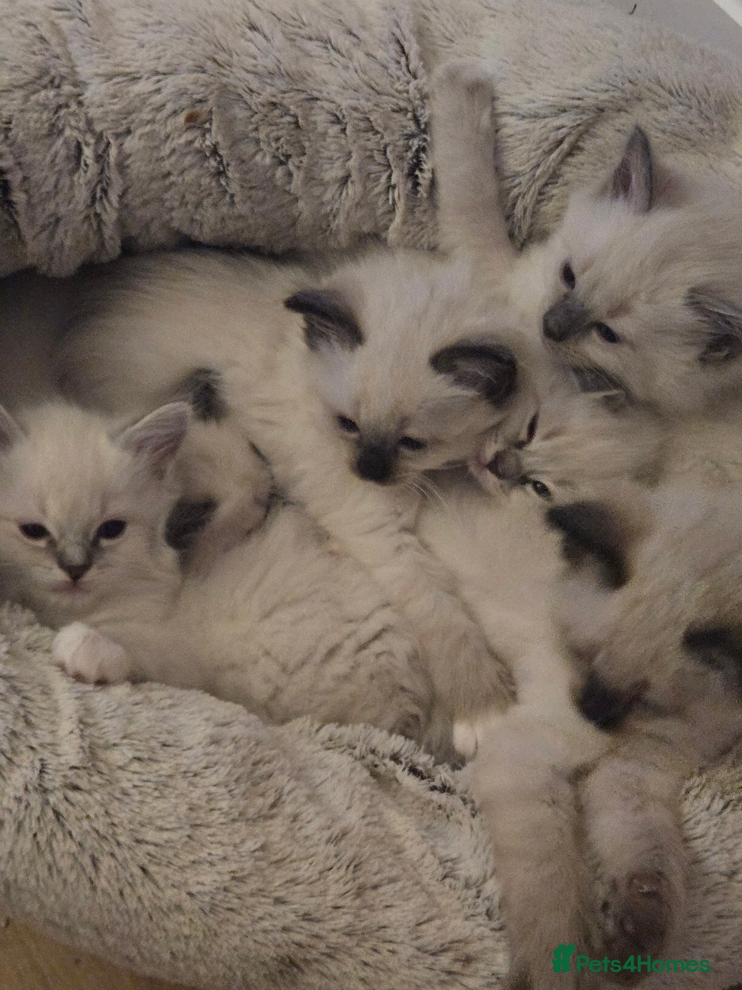 Ragdoll cats for sale: Purebred Ragdoll kittens, blue, seal, Lynx mitted - Image 15