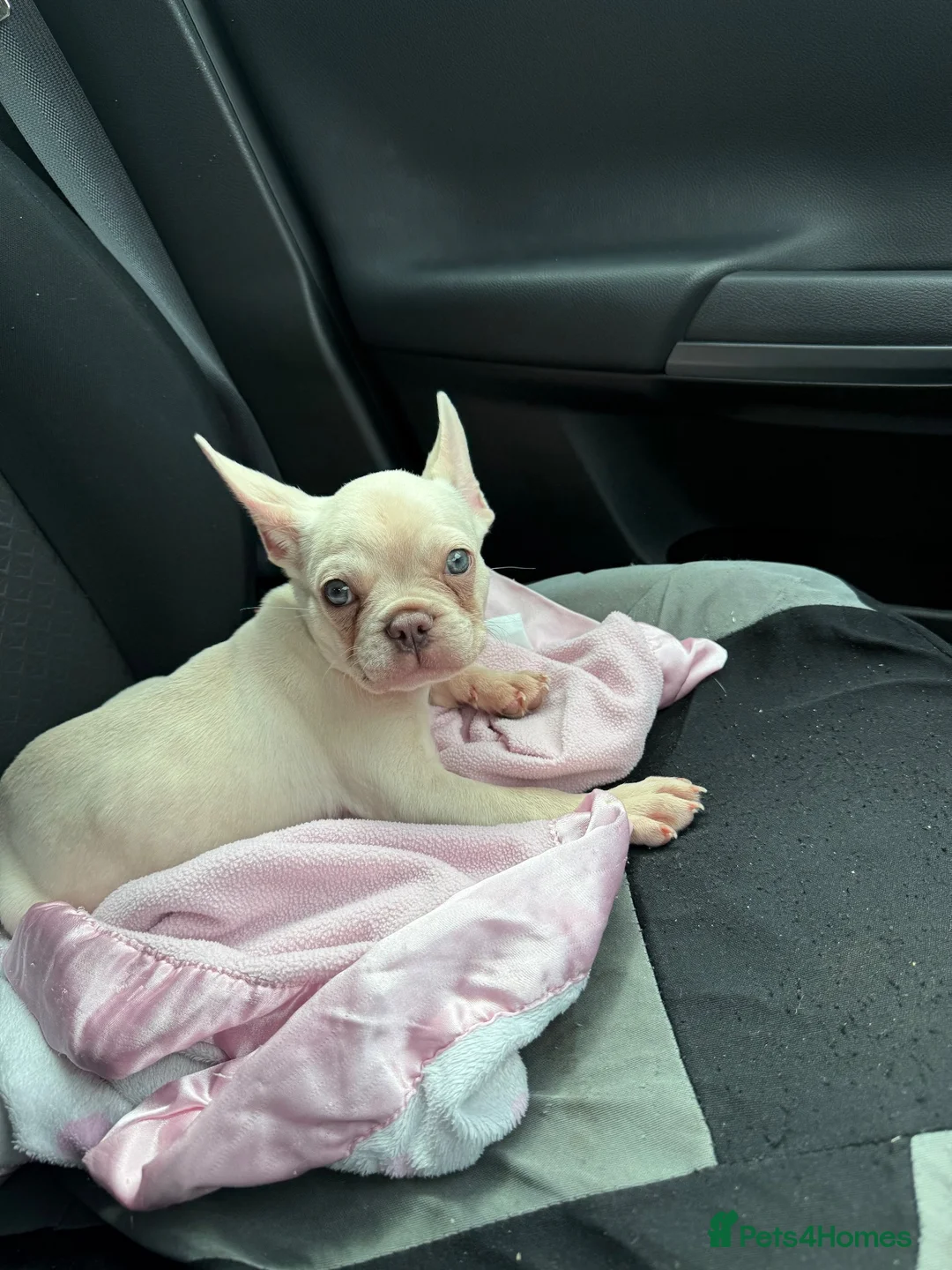 French Bulldog dogs for sale: 7 months old in Ipswich - Advert 1