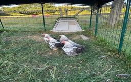 Chickens poultry for sale: Pekin cocks  - Image 1