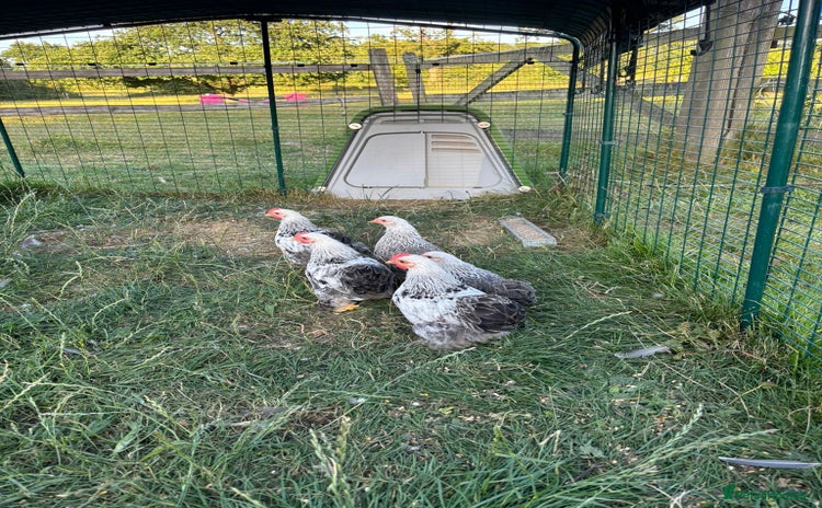 Chickens poultry - Advert 5