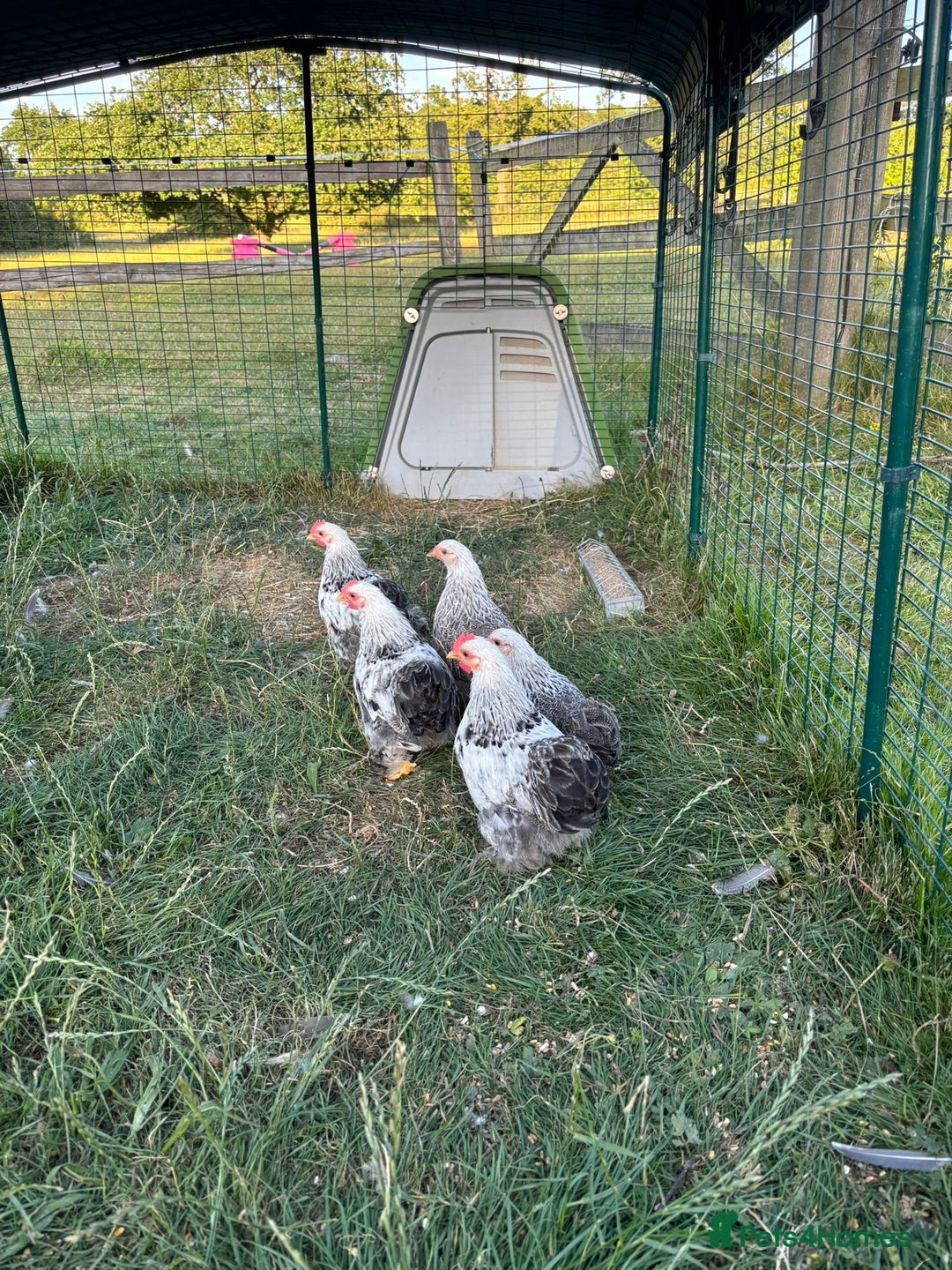Chickens poultry for sale: Pekin cocks  - Image 1