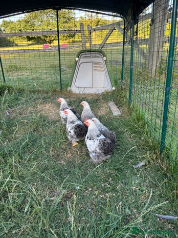 Chickens poultry - Advert 16