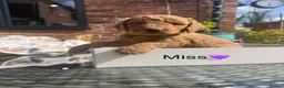 Mini Goldendoodle dogs for sale: Outstanding Goldendoodle puppies  in Whitchurch - Advert 14