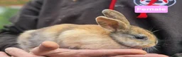 Mini Lion Lop rabbits for sale: Super Friendly Baby Lion Lops and Lop x Mini Rex   - Advert 10