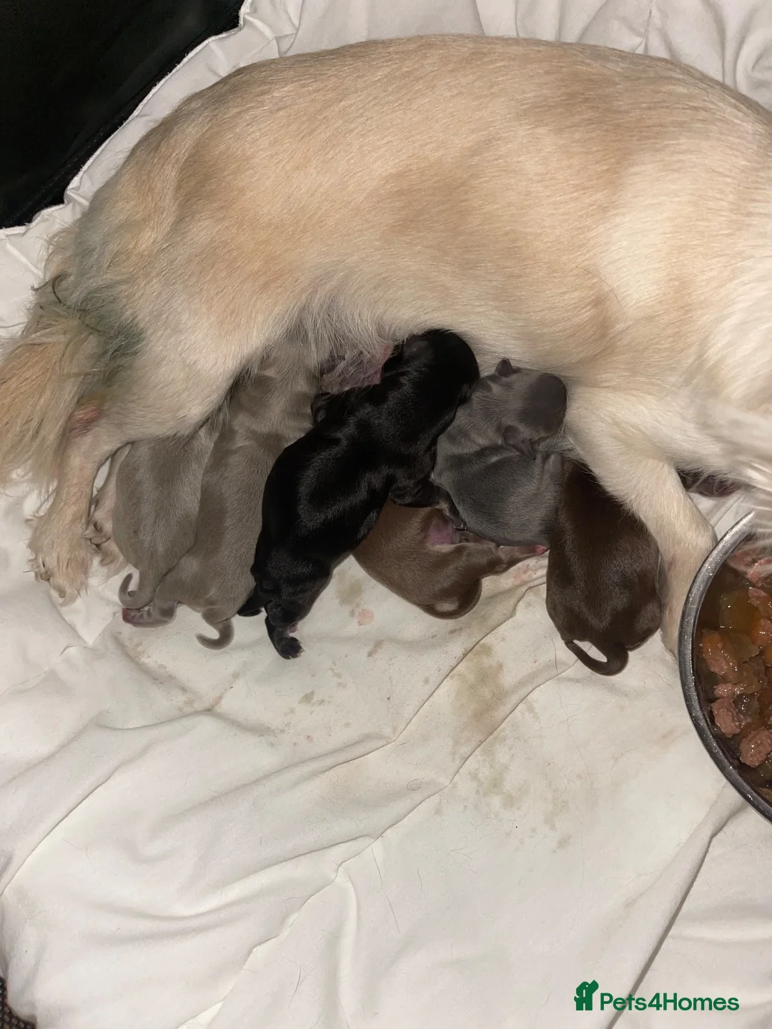 Chihuahua dogs for sale: Chihuahua puppies  - Advert 14