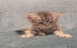 Mixed Breed cats for sale: Beautiful Kittens Available ✨️ in ELY - Image 31