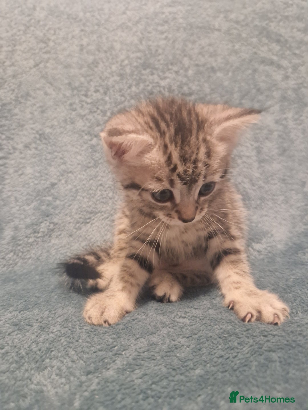Mixed Breed cats for sale: Beautiful Kittens Available ✨️ in ELY - Image 31