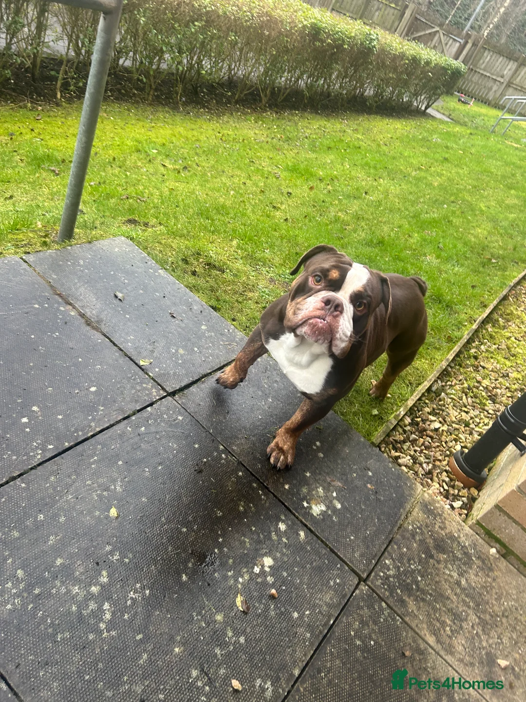 English Bulldog dogs for sale: English bulldog  - Advert 5