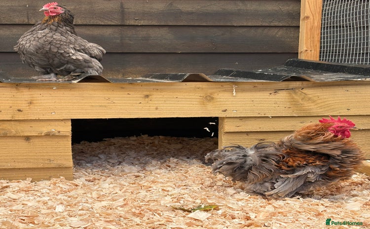 Chickens poultry - Advert 5