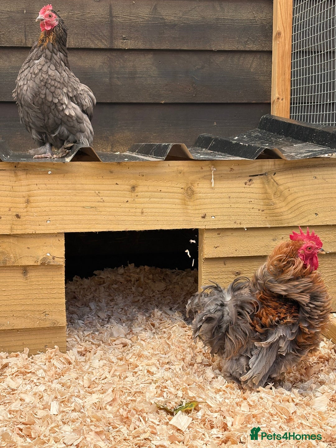 Chickens poultry for sale: Frizzle cock and hen - Image 1