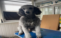 Goldendoodle dogs for sale: 🐾READY TO LEAVE🐾Standard goldendoodle - Image 7