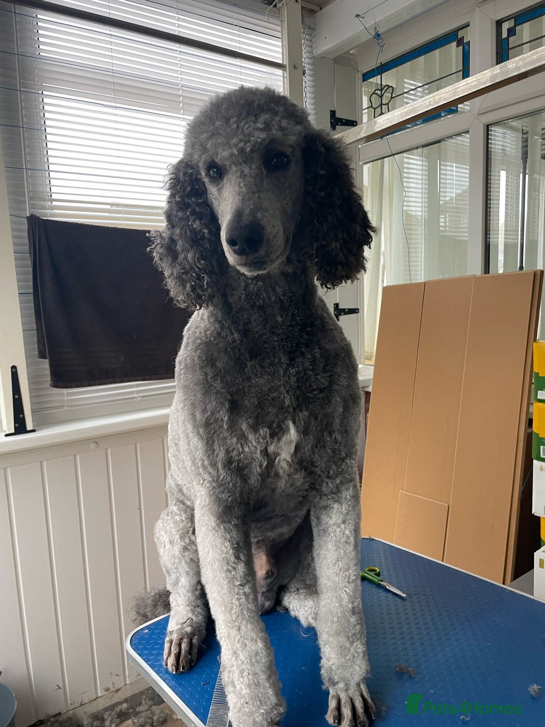 Goldendoodle dogs for sale: 🐾READY TO LEAVE🐾Standard goldendoodle - Image 7