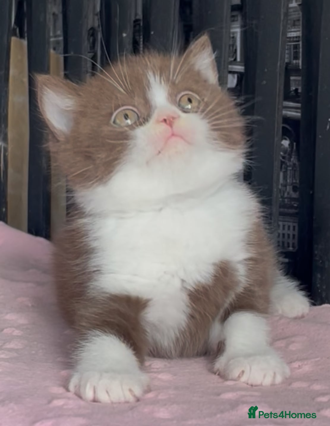 British Shorthair cats for sale: Beautiful BSH Champion line Kittens  - Advert 11