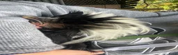 Chickens poultry for sale: Poland large fowl - Advert 2