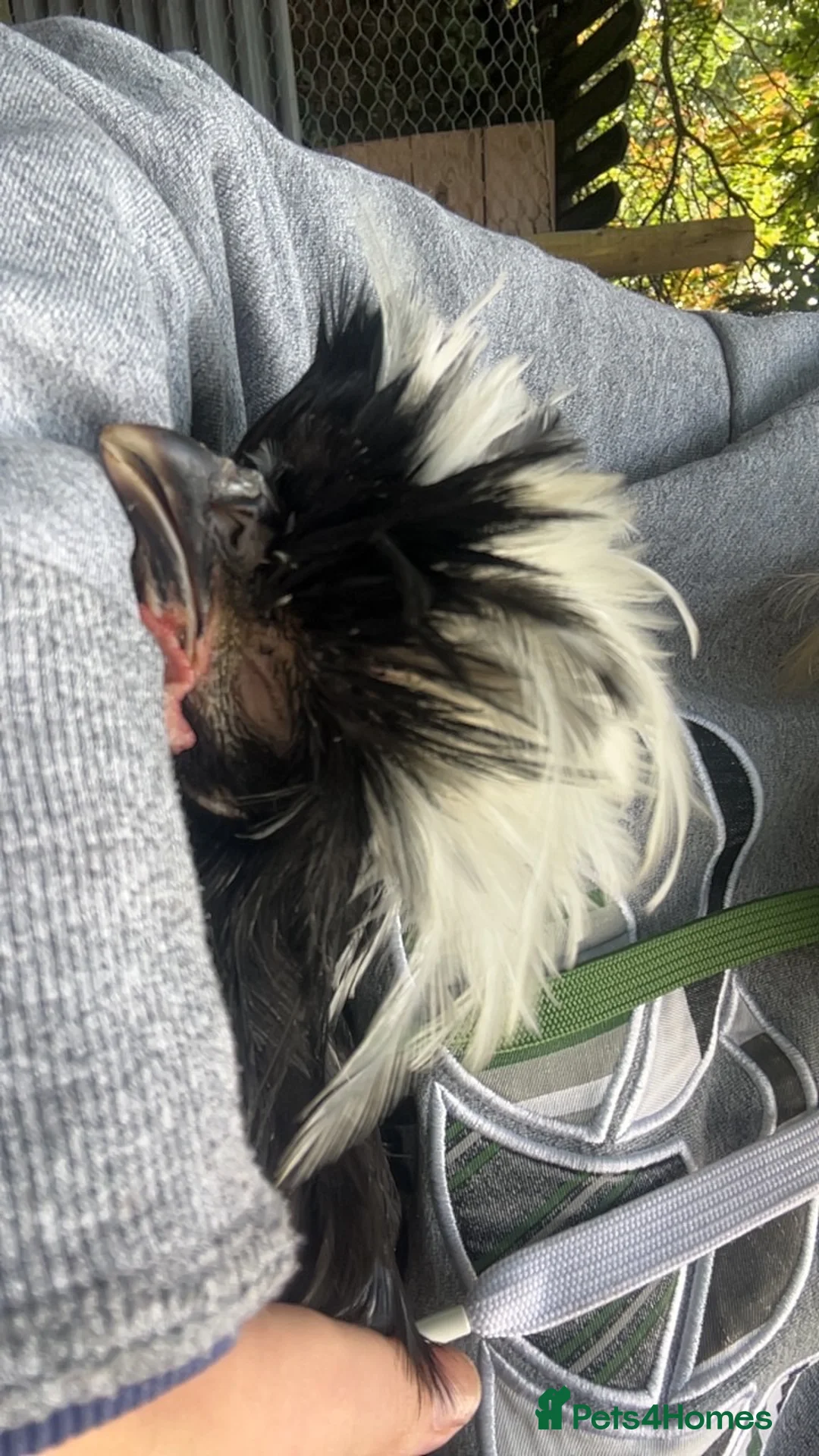 Chickens poultry for sale: Poland large fowl - Advert 2