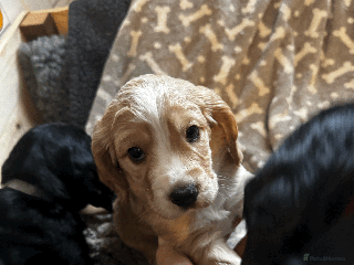Cocker Spaniel dogs Working Cocker Spaniel Puppies - Advert 18