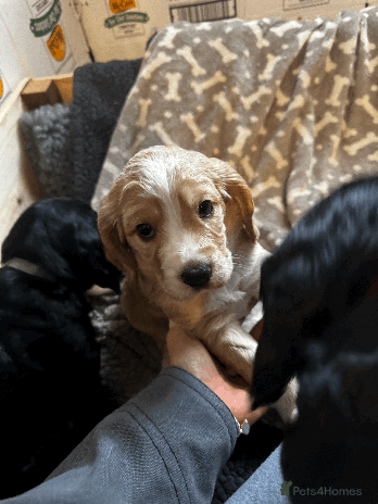 Cocker Spaniel dogs - Advert 3