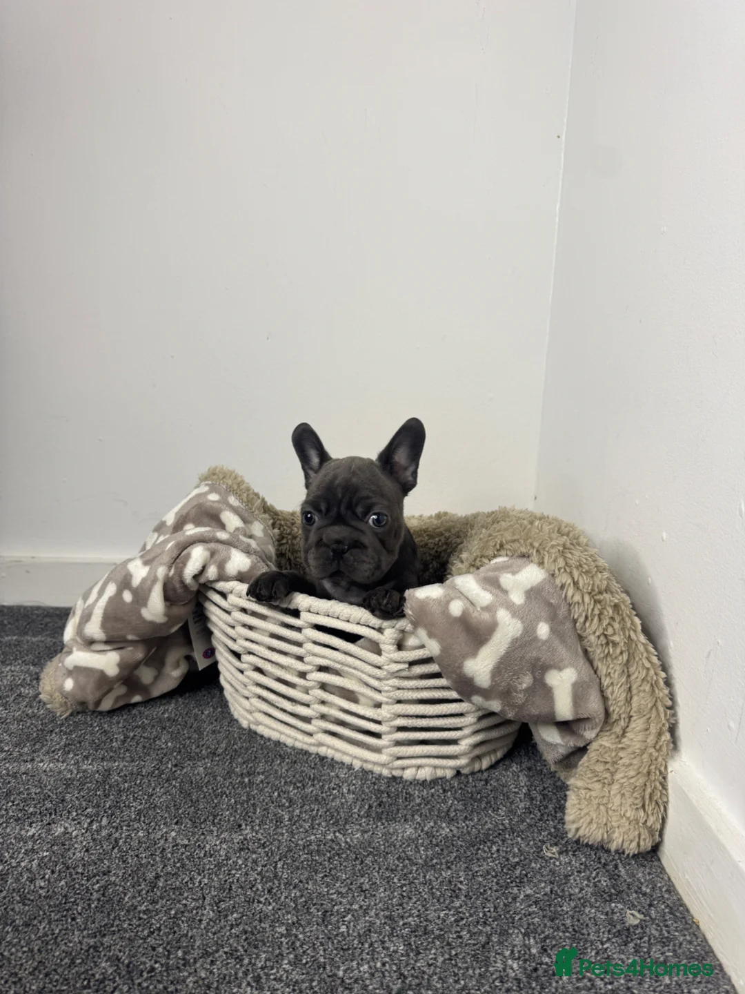 French Bulldog dogs for sale: Fluffy and Pink in London - Advert 1