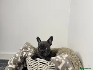 French Bulldog dogs Fluffy and Pink - Advert 5