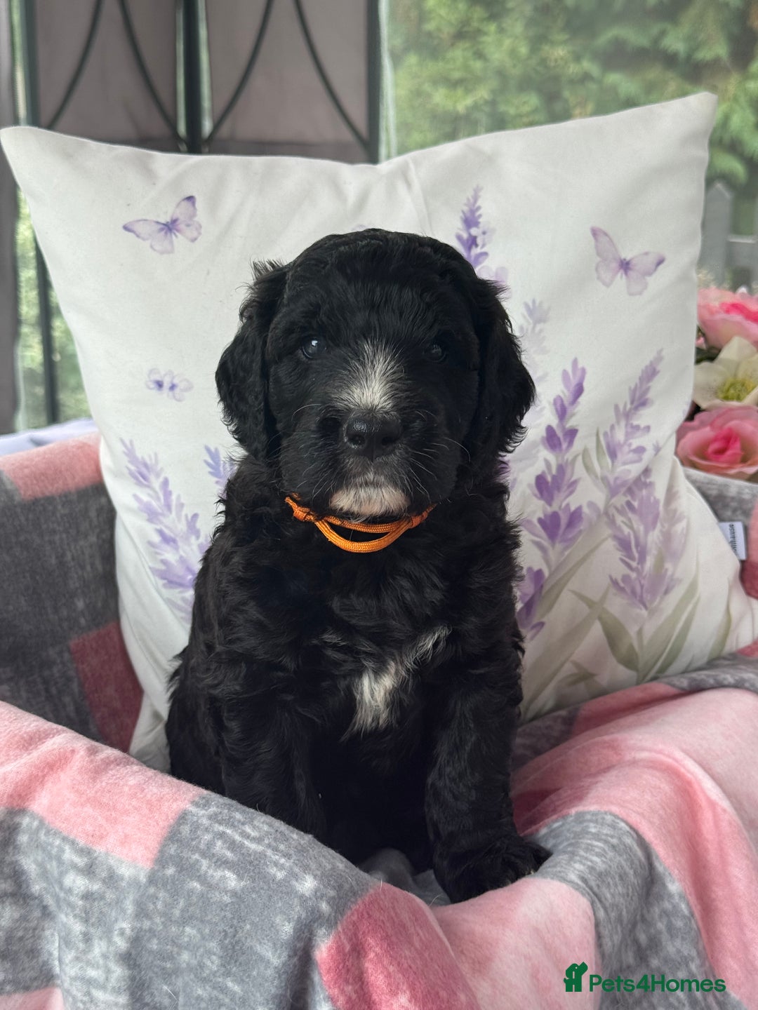 Saint Bernard dogs for sale: F1 st doodles puppies for sale - Image 36