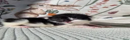 Mixed Breed cats for sale:  Black / white polydactyl boy, handreared by RVN in Birmingham - Advert 4