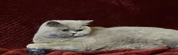 British Shorthair cats for sale: 🏆 Beautiful GCCF BSH Grace Retired Queen (Blue)🐈 - Advert 5