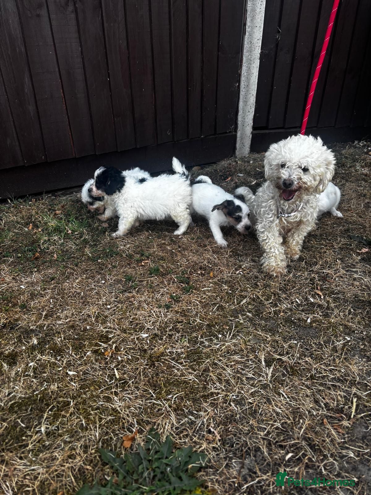 Mixed Breed dogs Four beautiful puppies for sale!! - Advert 1