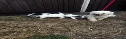 Mixed Breed dogs for sale: Four beautiful puppies for sale!! in Reading - Advert 1