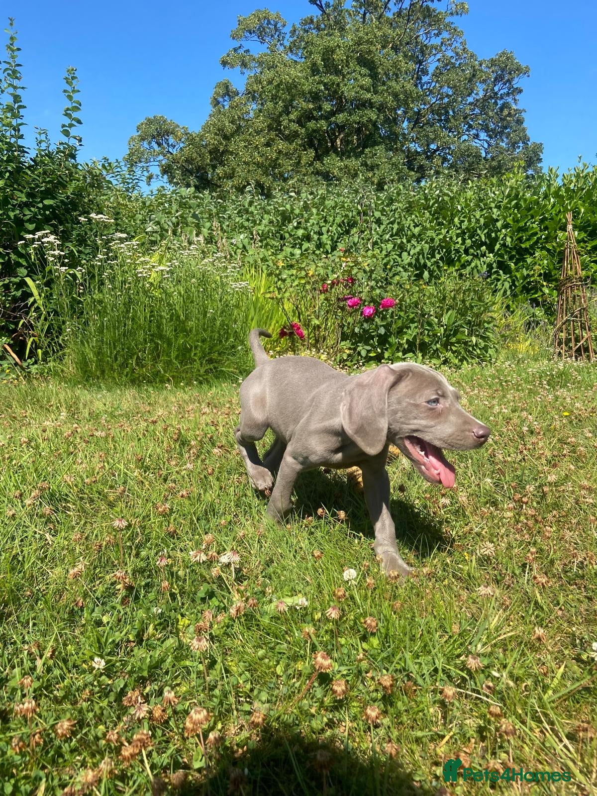 Weimaraner dogs KC Registered Weimaraner puppies for sale - Advert 2