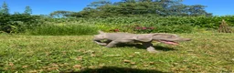 Weimaraner dogs for sale: KC Registered Weimaraner puppies for sale - Advert 2